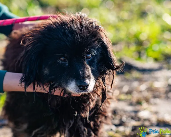 Pies do adopcji, Racławice, 18 listopada 2025 (4/5)