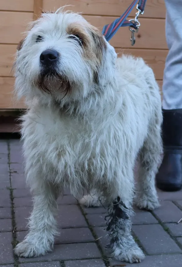 Znaleziono psa, Łódź, 19 listopada 2025 (2/2)