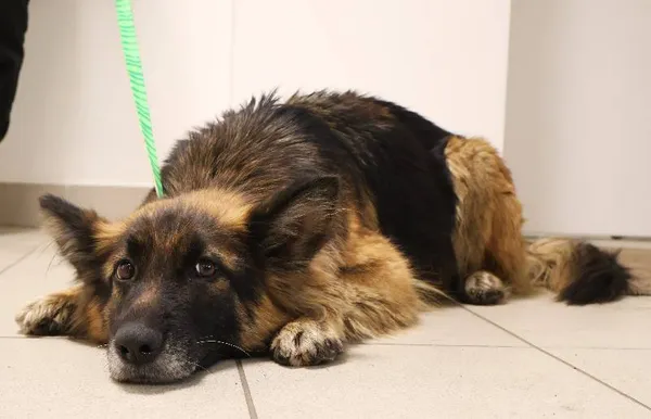 Znaleziono psa, Łódź, 18 listopada 2025 (1/3)