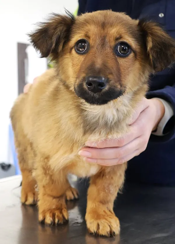 Znaleziono psa, Łódź, 18 listopada 2025 (1/5)