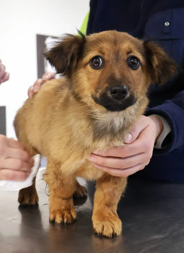 Znaleziono psa, Łódź, 18 listopada 2025 (2/5)