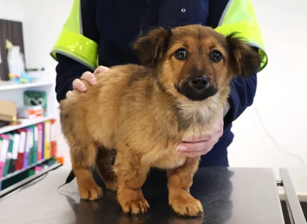 Znaleziono psa, Łódź, 18 listopada 2025 (3/5)