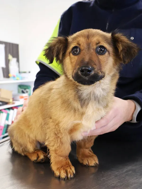 Znaleziono psa, Łódź, 18 listopada 2025 (4/5)