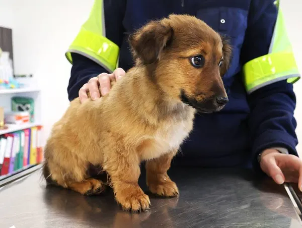 Znaleziono psa, Łódź, 18 listopada 2025 (5/5)