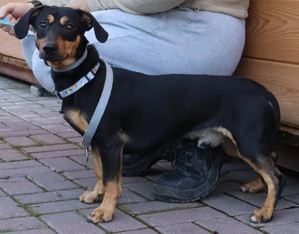 Znaleziono psa, Łódź, 18 listopada 2025 (1/2)