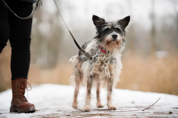 Znaleziono psa, Sosnowiec, 2 listopada 2025 (1/3)