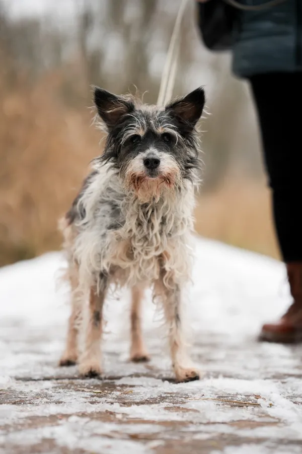 Znaleziono psa, Sosnowiec, 2 listopada 2025 (2/3)