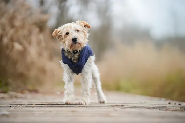 Znaleziono psa, Sosnowiec, 5 listopada 2025 (2/5)