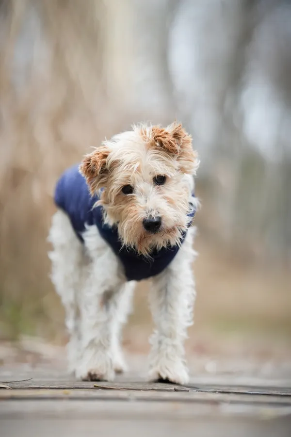 Znaleziono psa, Sosnowiec, 5 listopada 2025 (3/5)