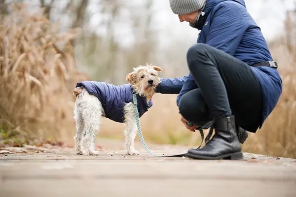 Znaleziono psa, Sosnowiec, 5 listopada 2025 (4/5)