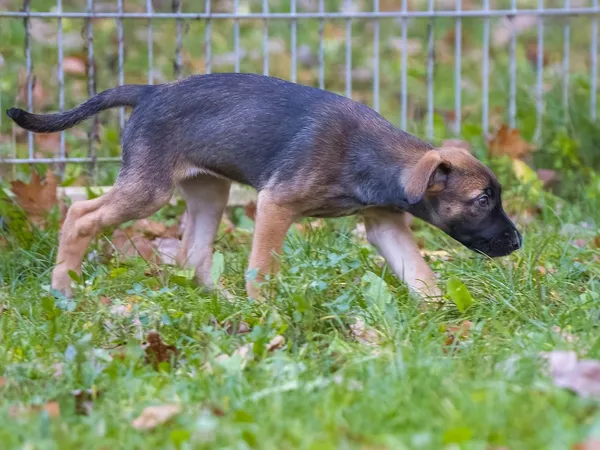 Pies do adopcji, Sopot, 19 listopada 2025 (2/4)