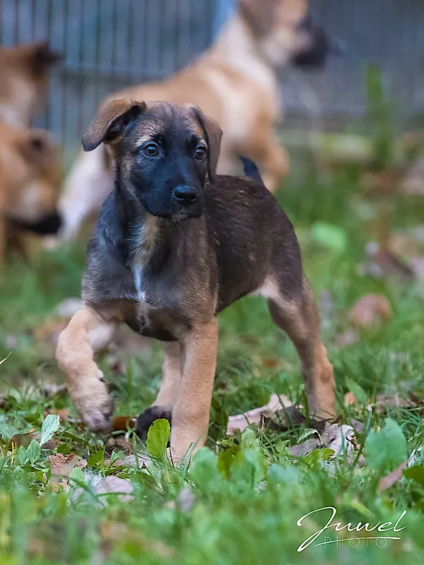 Pies do adopcji, Sopot, 19 listopada 2025 (4/4)