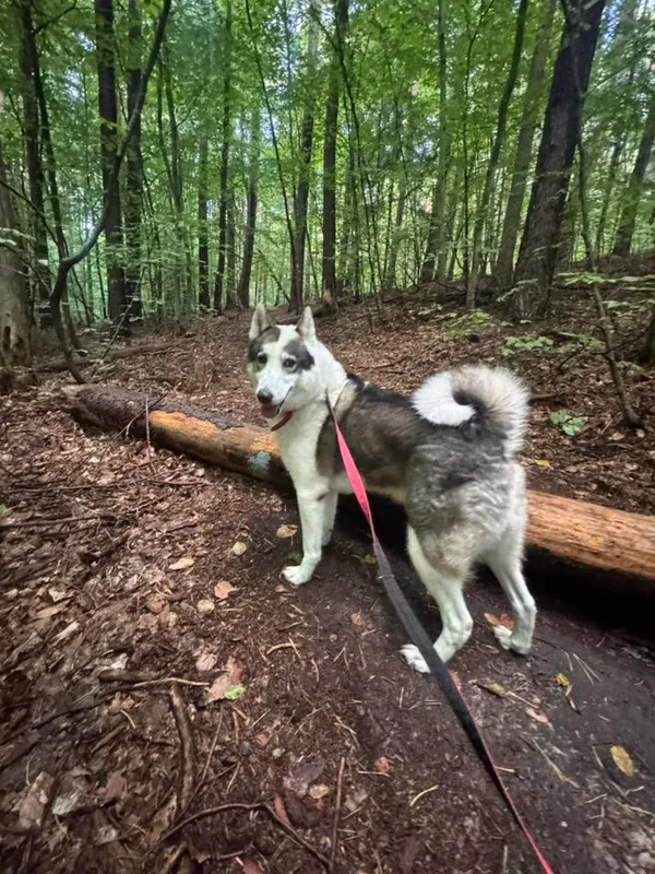 Pies do adopcji, Sopot, 15 października 2025 (2/5)