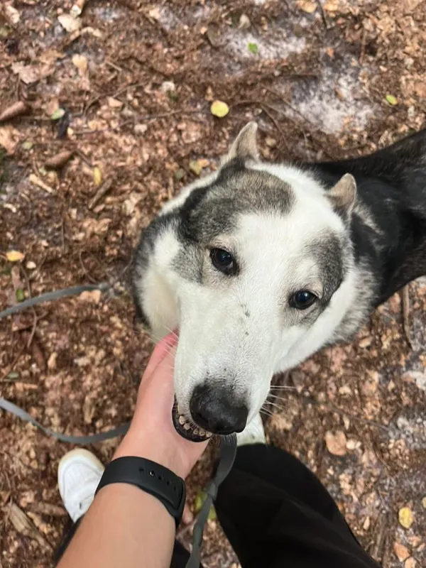 Pies do adopcji, Sopot, 15 października 2025 (4/5)