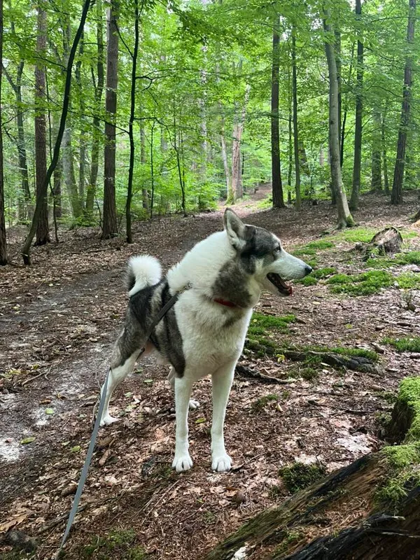 Pies do adopcji, Sopot, 15 października 2025 (5/5)