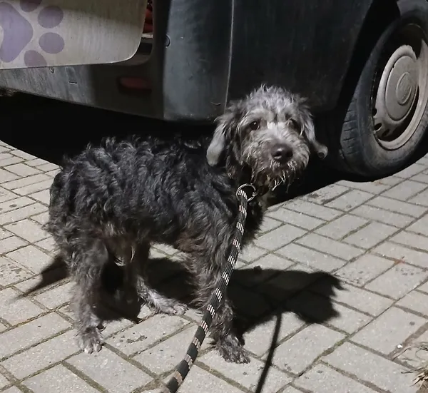 Znaleziono psa, Gdańsk, 20 listopada 2025