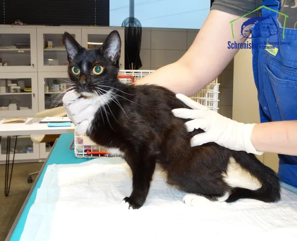 Znaleziono kota, Szczecin, 19 listopada 2025 (1/3)