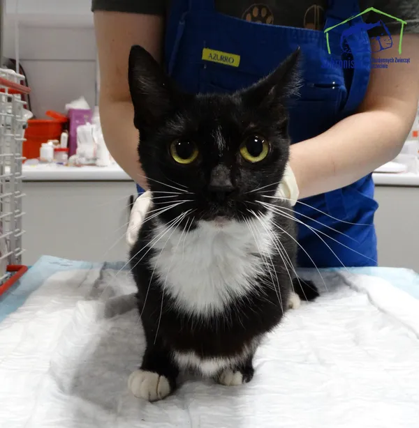 Znaleziono kota, Szczecin, 19 listopada 2025 (3/3)