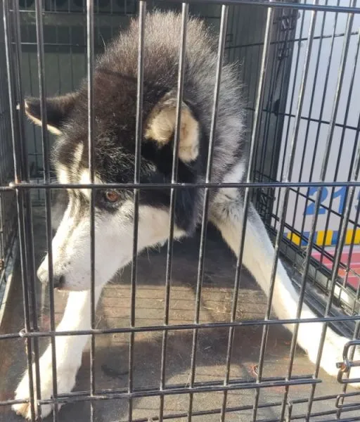 Znaleziono psa, Radom, 19 listopada 2025