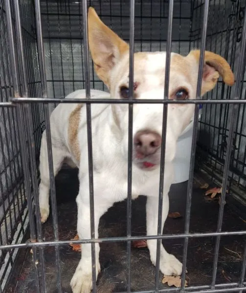 Znaleziono psa, Radom, 19 listopada 2025