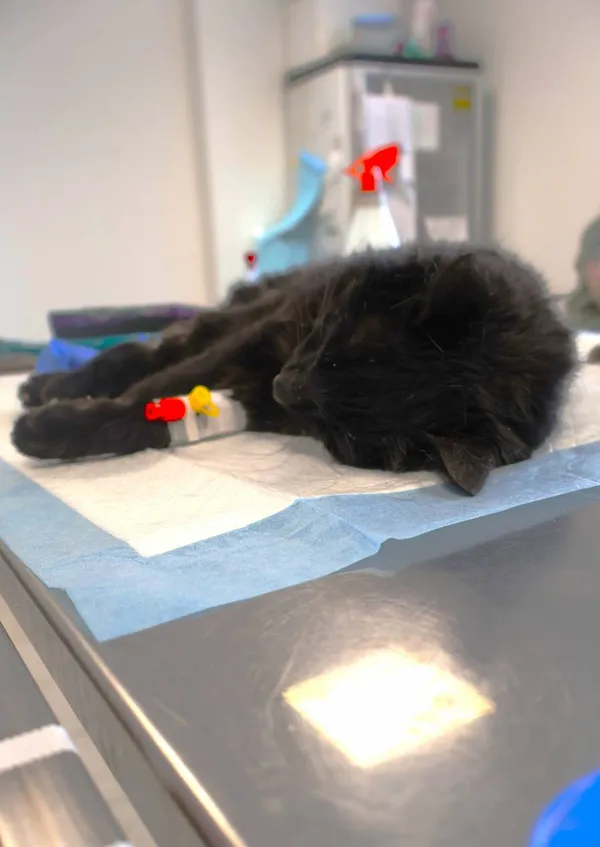 Znaleziono kota, Łódź, 20 listopada 2025 (2/2)