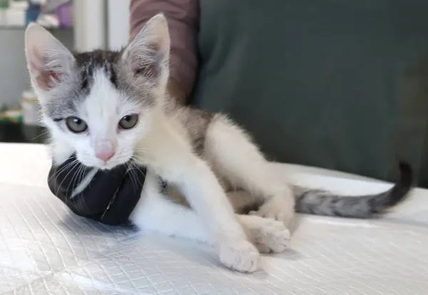 Znaleziono kota, Łódź, 19 listopada 2025 (1/3)