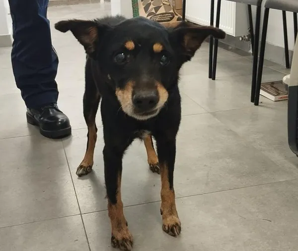 Znaleziono psa, Toruń, 19 listopada 2025