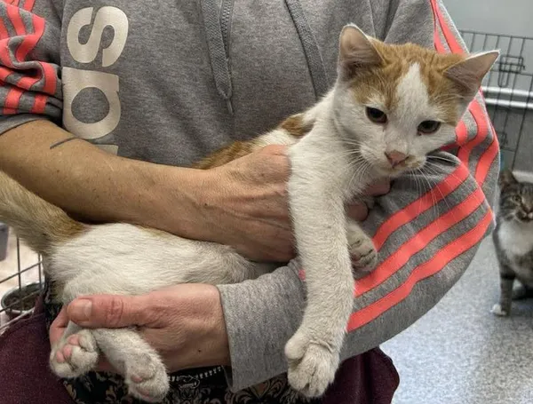 Znaleziono kota, Toruń, 18 listopada 2025