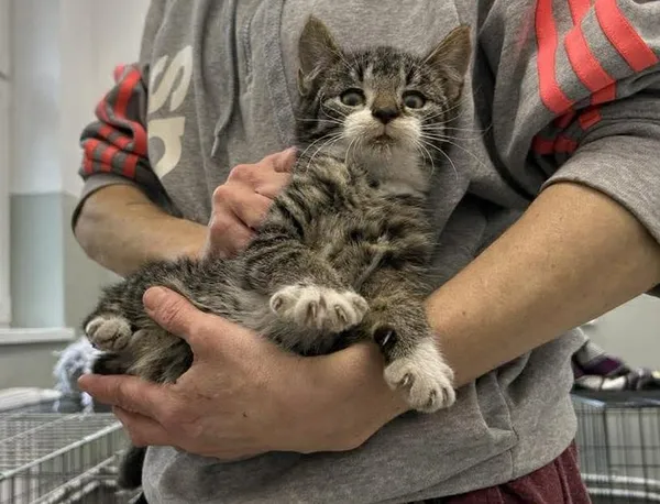 Znaleziono kota, Toruń, 18 listopada 2025