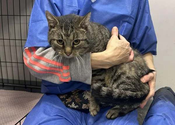 Znaleziono kota, Toruń, 17 listopada 2025