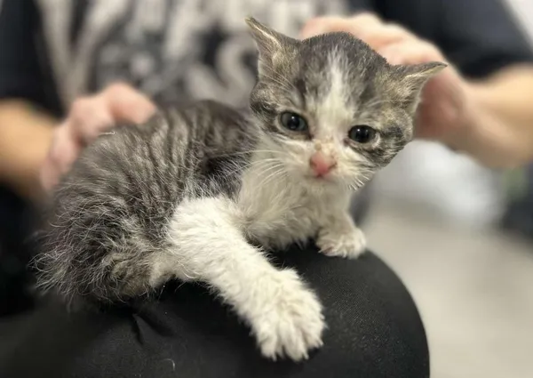 Znaleziono kota, Toruń, 17 listopada 2025