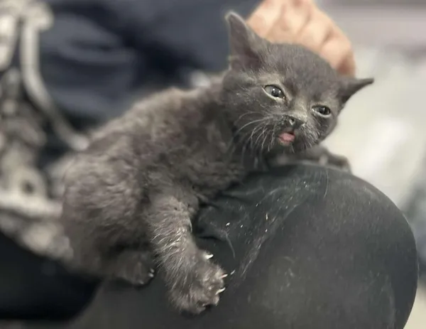 Znaleziono kota, Toruń, 17 listopada 2025