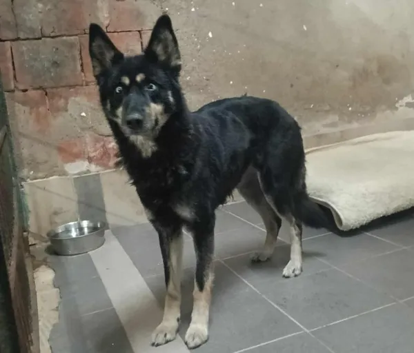 Znaleziono psa, Toruń, 15 listopada 2025