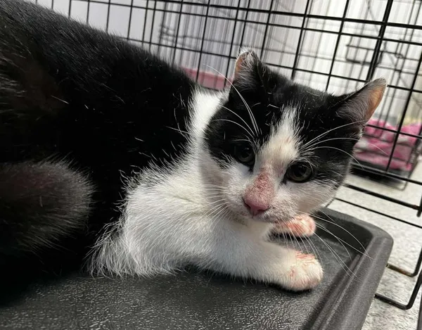 Znaleziono kota, Toruń, 15 listopada 2025