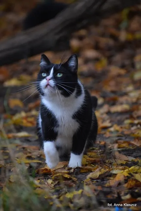 Znaleziono kota, Toruń, 3 września 2025