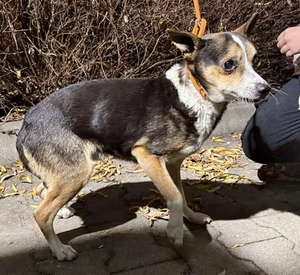 Znaleziono psa, Lublin, 19 listopada 2025