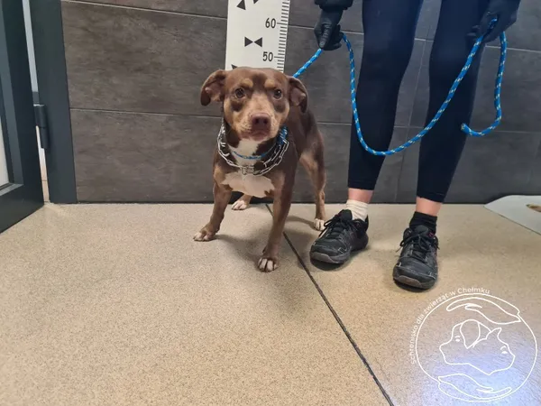 Znaleziono psa, Chełmek, 18 listopada 2025