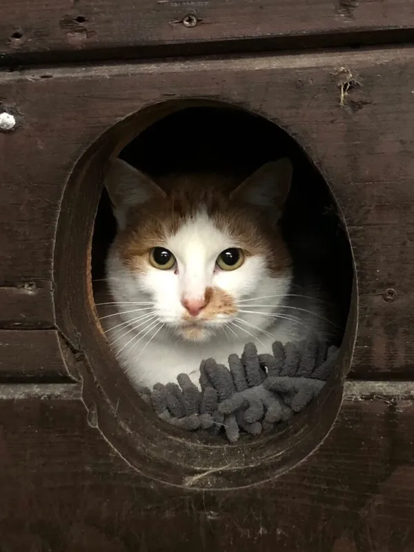 Kot do adopcji, Gdańsk, 20 listopada 2025