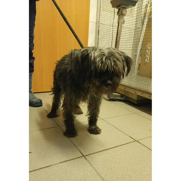 Znaleziono psa, Białystok, 19 listopada 2025