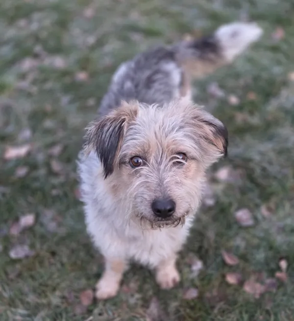 Pies do adopcji, Zgierz, 20 listopada 2025 (1/5)