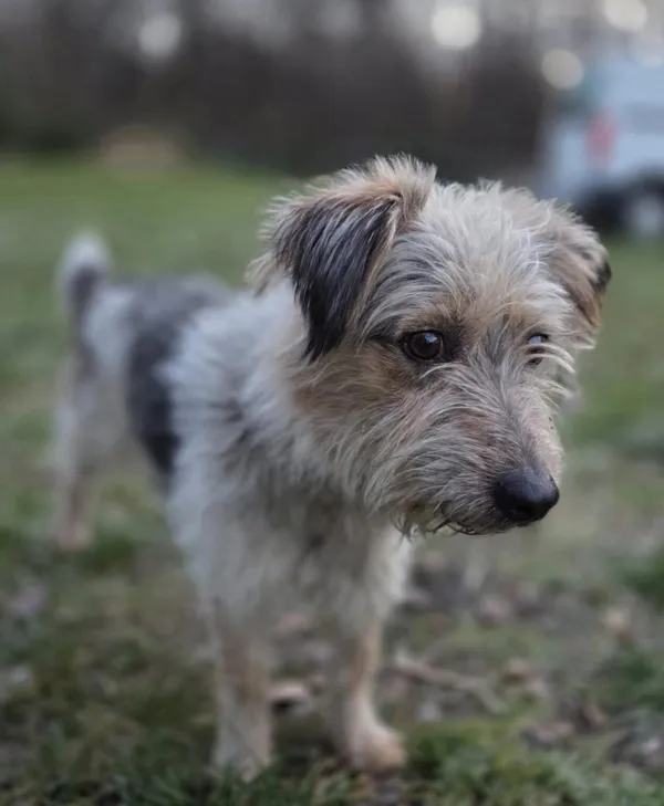 Pies do adopcji, Zgierz, 20 listopada 2025 (3/5)