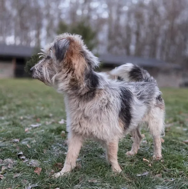 Pies do adopcji, Zgierz, 20 listopada 2025 (4/5)