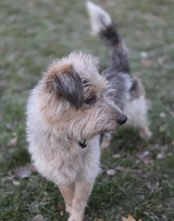 Pies do adopcji, Zgierz, 20 listopada 2025 (5/5)