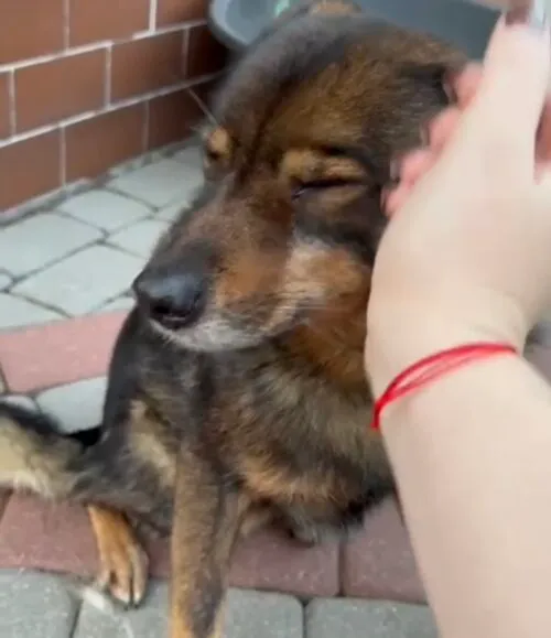 Pies do adopcji, Głowno, 20 listopada 2025 (2/5)