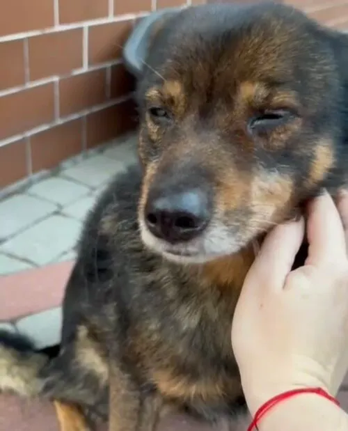 Pies do adopcji, Głowno, 20 listopada 2025 (1/5)