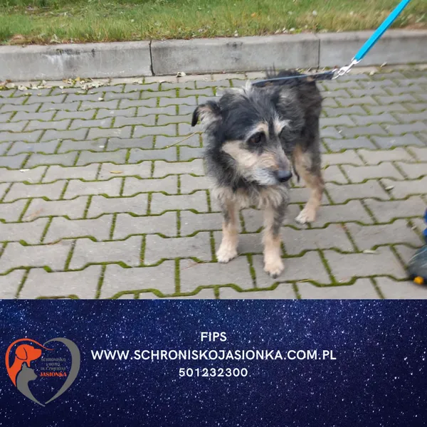 Pies do adopcji, Dębniak, 20 listopada 2025