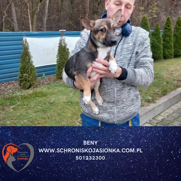 Znaleziono psa, Dębniak, 20 listopada 2025