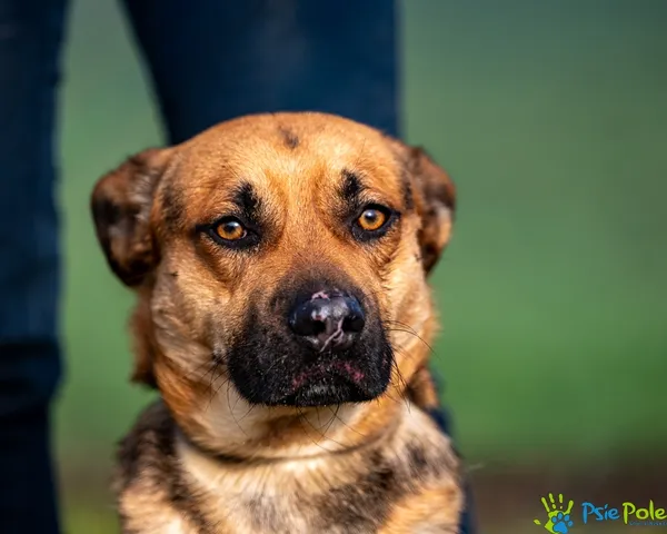 Pies do adopcji, Racławice, 18 listopada 2025 (2/5)