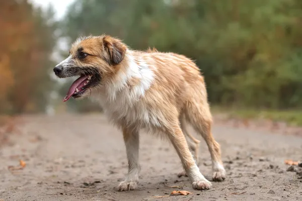 Pies do adopcji, Nowodwór, 20 listopada 2025 (1/5)