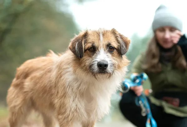 Pies do adopcji, Nowodwór, 20 listopada 2025 (5/5)